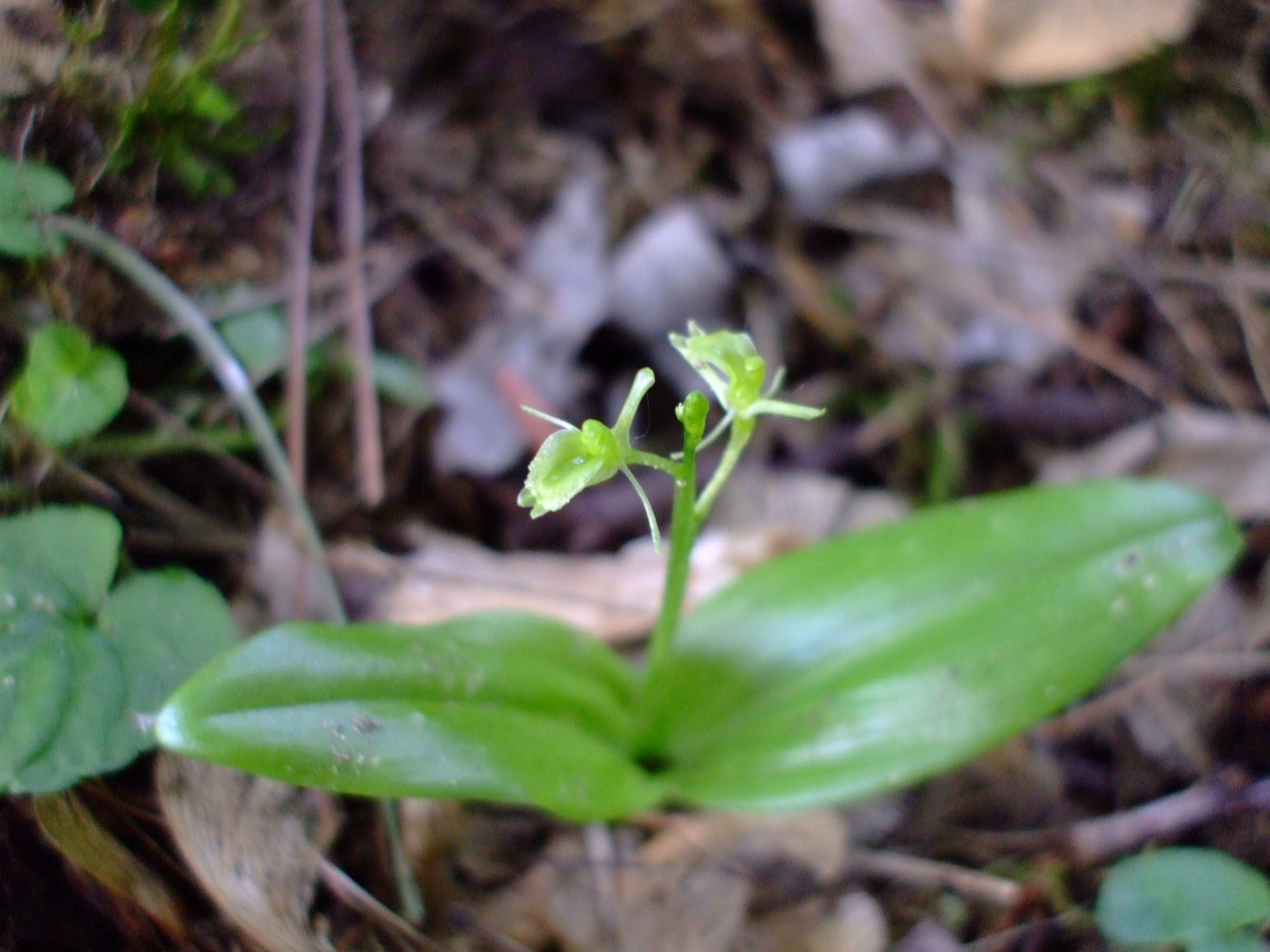 Liparis loeselii